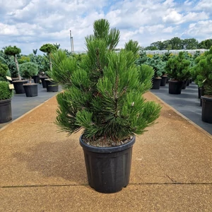 Törpe páncélfenyő PINUS LEUCODERMIS COMPACT GEM 50/60 K18