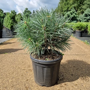 Erdeifenyő PINUS SYLVESTRIS CHANTRY BLUE 30/+ K11