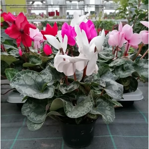 Ciklámen CYCLAMEN