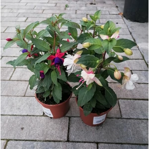Fukszia FUCHSIA CS10,5
