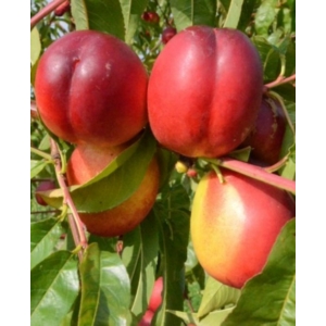 Flavortop nektarin Prunus persica Nucipersica