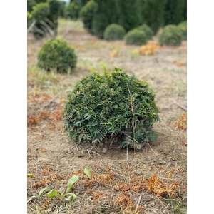 Aranylombú terülő tiszafa TAXUS BACCATA SUMMERGOLD GÖMBRE NYÍRT 40/60*