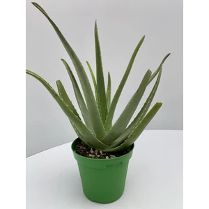 ALOE VERA K3