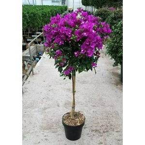 Murvafürt BOUGAINVILLEA GLABRA SANDERIANA T1/2 K30