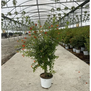 Törpe gránátalma PUNICA GRANATUM NANUM MINI TÖRZSES K3