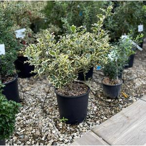 Közönséges magyal   ILEX AQUIFOLIUM ARGENTEOMARGINATA 40/+ K10