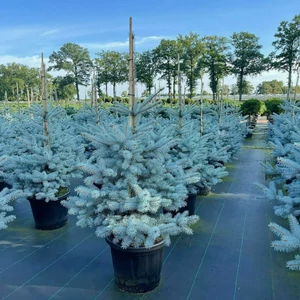 Ezüstfenyő    PICEA PUNGENS EDITH 70/80 K25