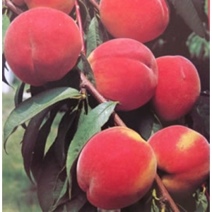 Redhaven őszibarack Prunus persica