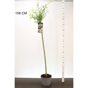 Japán fűz   SALIX INTEGRA HAKURO-NISHIKI T100 K5