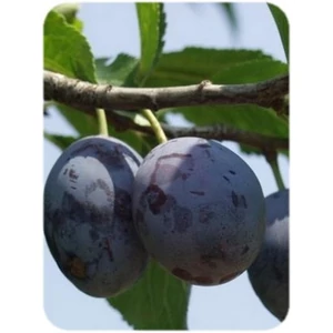 Besztercei szilva PRUNUS DOMESTICA BESZTERCEI 150/200 K12