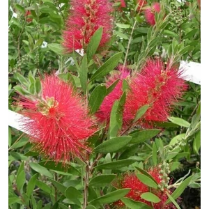 Kefevirág   CALLISTEMON SPLENDENS GÖMB 30CM K3