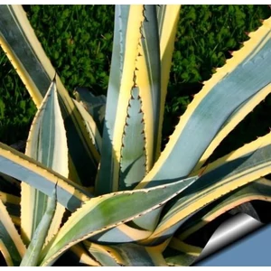 Közönséges agávé  AGAVE AMERICANA MARGINATA K5