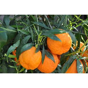 Édes narancs  CITRUS ARANCIO T1/2 K30