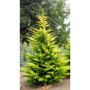 Arany lombú leyland ciprus CUPRESSOCYPARIS LEYLANDII GOLD RIDER 500/550 K300