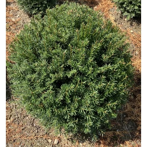 Közönséges tiszafa TAXUS BACCATA GÖMBRE NYÍRT 40/50*