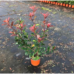 Örökzöld korallberkenye   PHOTINIA FRASERI MAGICAL VOLCANO K3