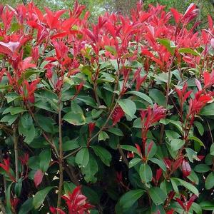 Örökzöld korallberkenye   PHOTINIA X FRASERI CARRE ROUGE T120/140 K18