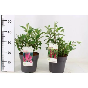 Nyári orgona BUDDLEJA DAVIDII FAJTÁK 50/60 K5
