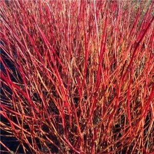 Törpe som CORNUS SERICEA KELSEYI K1,5