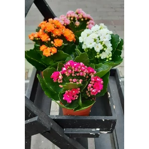 Korallvirág KALANCHOE CALANDIVA MIX CS12