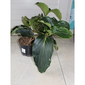 Pompás medinilla MEDINILLA MAGNIFICA 2+ CS14