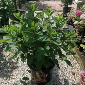 Bugás hortenzia HYDRANGEA PANICULATA PINKY WINKY K20
