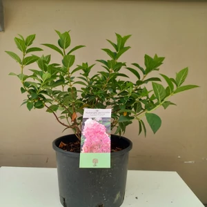 Bugás hortenzia HYDRANGEA PANICULATA SUNDAE-FRAISE K5