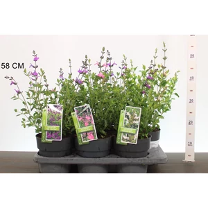 Zsálya SALVIA MICHROPHYLLA K2,5
