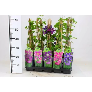 Kerti iszalag CLEMATIS FAJTÁK 60CM K2