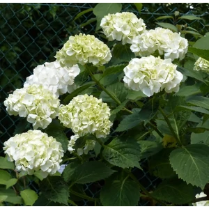 Kerti hortenzia   HYDRANGEA MACROPHYLLA SCHNEEBALL CS14
