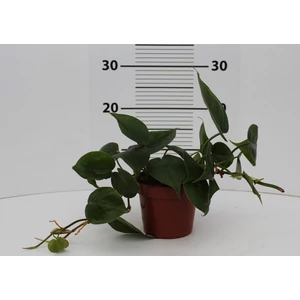 Filodendron PHILODENDRON SCANDENS BRASIL XANADU AKASZTÓS KASPÓBAN CS15