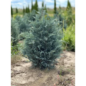 Kék oregoni hamisciprus CHAMAECYPARIS LAWSONIANA VAN PELT'S BLUE 60/80*