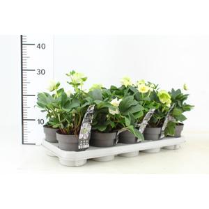 Fekete hunyor CHRISTMAS CAROL 30 CM CS12