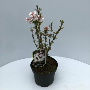 Bangita VIBURNUM FARRERI DECEMBER DWARF 30/40 K3