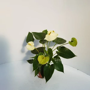 Flamingóvirág ANTHURIUM ANDRAEANUM SILVER BLUSCH CS12