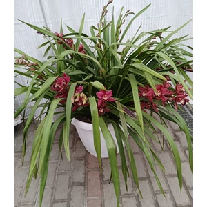 Csónakorchidea CYMBIDIUM EXTRA 13 FÜRTÖS K40 