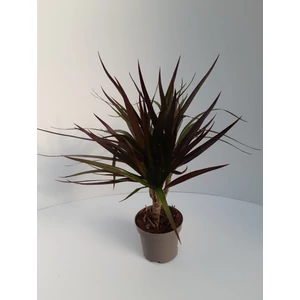 Sárkányfa DRACAENA MARGINATA MAGENTA 1 TÖRZSES CS12