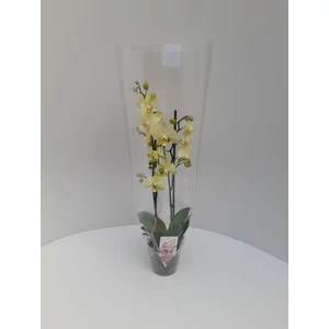 Lepkeorchidea   PHALAENOPSIS 2 ÁGAS CS12