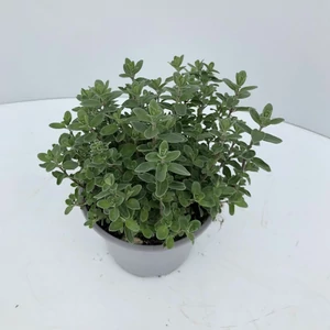 Majoranna FŰSZERNÖVÉNY-MAJORANA HORTENSIS CS12