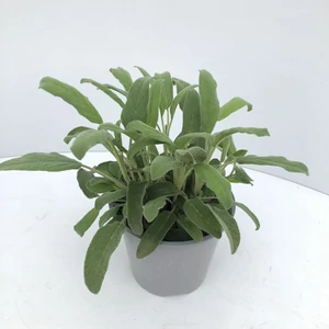 Zsálya FŰSZERNÖVÉNY-SALVIA OFFICINALIS CS12