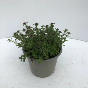 Borsikafű FŰSZERNÖVÉNY-SATUREJA HORTENSIS CS12