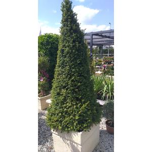 Közönséges tiszafa   TAXUS BACCATA KÚP 150/175 K65