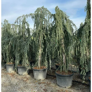 Kék csüngő atlasz cédrus CEDRUS ATLANTICA GLAUCA PENDULA 300/350 K130