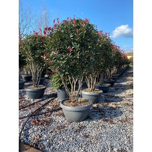 Örökzöld korallberkenye   PHOTINIA X FRASERI CARRE ROUGE 125/150 BONSAI TÁLBAN K50
