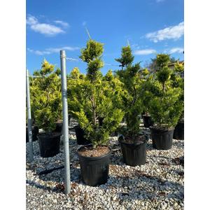 Arany lombú leyland ciprus CUPRESSOCYPARIS LEYLANDII CASTLEWELLAN GOLD POM-PON 160/+ K30