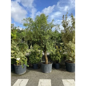 Olajfa    OLEA EUROPAEA T1/2 20/25 K110