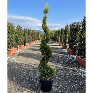 Arany lombú leyland ciprus CUPRESSOCYPARIS LEYLANDII CASTLEWELLAN GOLD SPIRÁL 120/140 K18