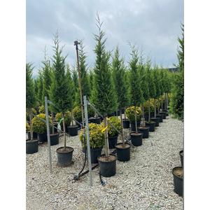 Arany lombú leyland ciprus CUPRESSOCYPARIS LEYLANDII CASTLEWELLAN GOLD T1/2 KÚP K25