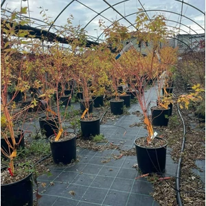 Japán juhar   ACER PALMATUM BI-HOO 100/125 K18 