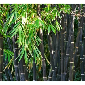 Fekete bambusz   PHYLLOSTACHYS NIGRA 250/300 K35